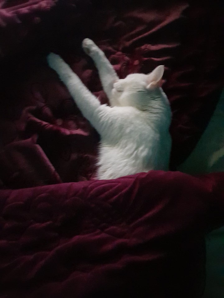  고양이 신부전과 증상에 대한 올바른 이해!