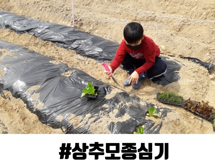 [ep 5] 김포 주말농장 모종 심기~