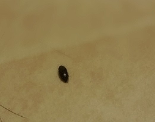[권연벌레잡기]쌀통을 열었더니 나오는 깨알같이 작으면서 딱정벌레같은 권연벌레(ft.권련침벌)