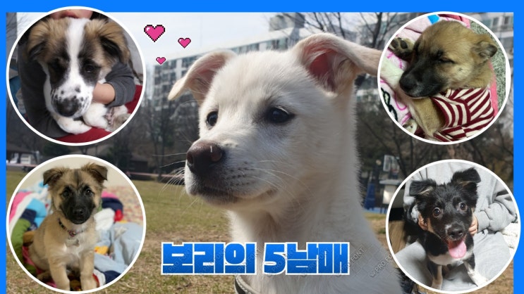 입양후기. 12/3일생 보리의 5남매는 행복하개 건강하개 잘 살고 있데요. 입양후기. 12/3일생 보리의 5남매는 행복하개 건강하개 잘 살고 있데요.
