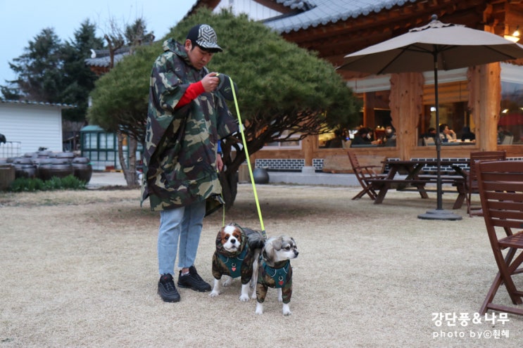  중대형견 우비 비옷 맞춤제작 후기 바람막이 기능도 있어