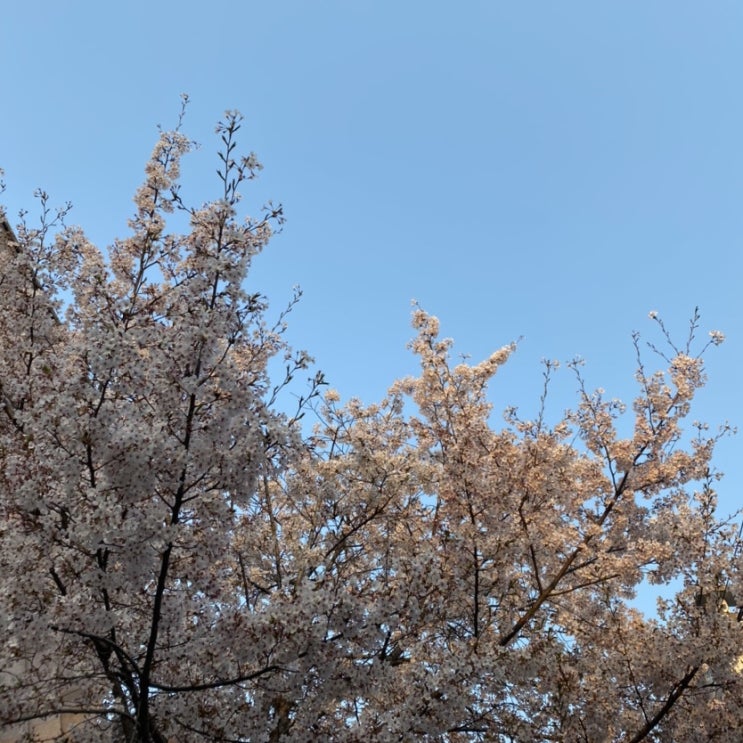  벚꽃, 봄. 그레이랩 Greylab 솔직 후기