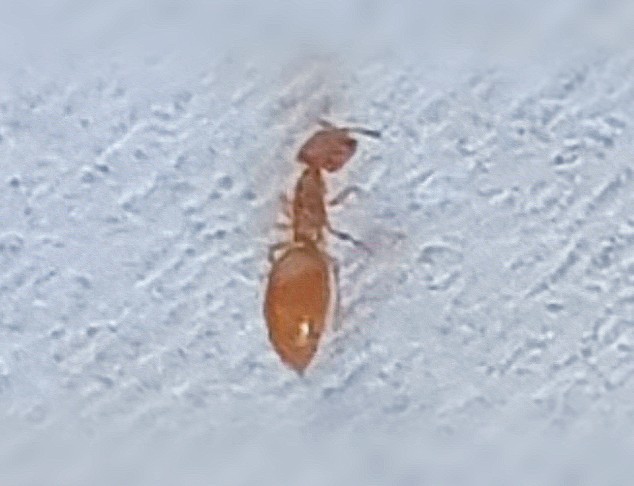 권연벌레잡기]쌀통을 열었더니 나오는 깨알같이 작으면서 딱정벌레같은 권연벌레(Ft.권련침벌) : 네이버 블로그