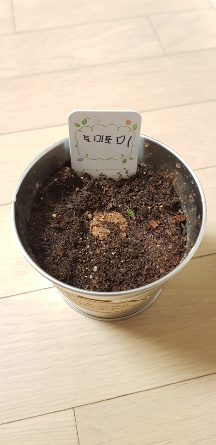  토마토 토미토미 드디어 싹이 나다 (D+7)