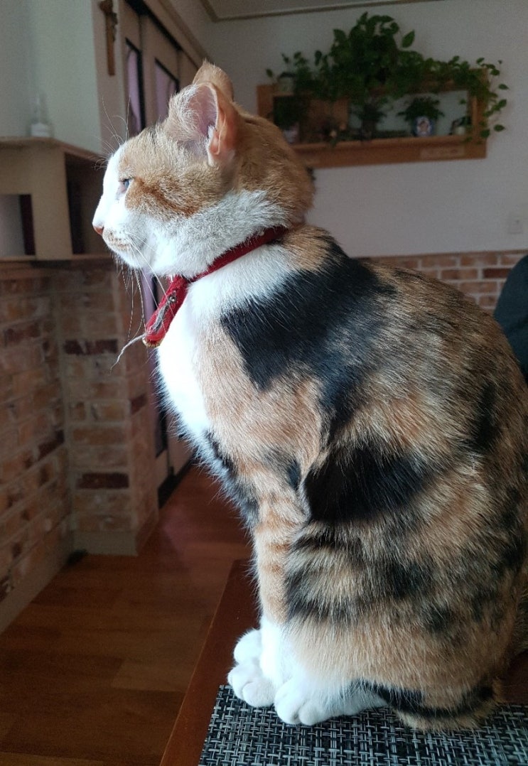  우리집 고양이: 눈탱이