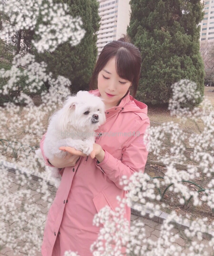 춘설 춘설