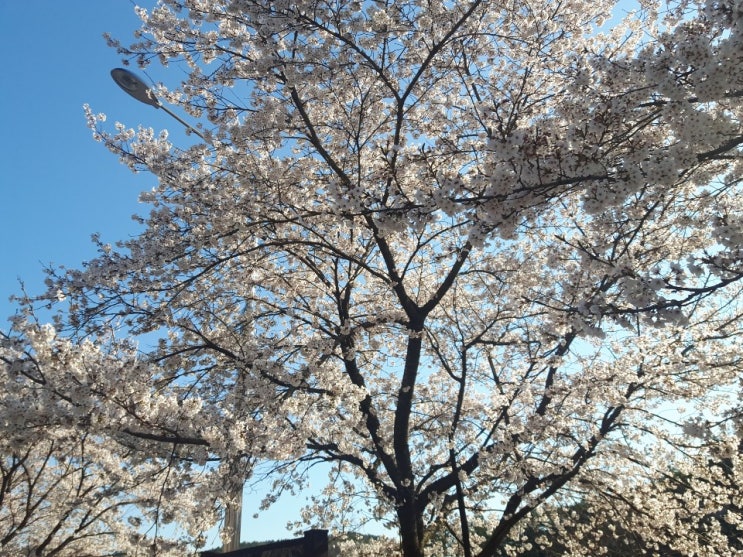 세종 고복저수지 벚꽃 보고왔어요