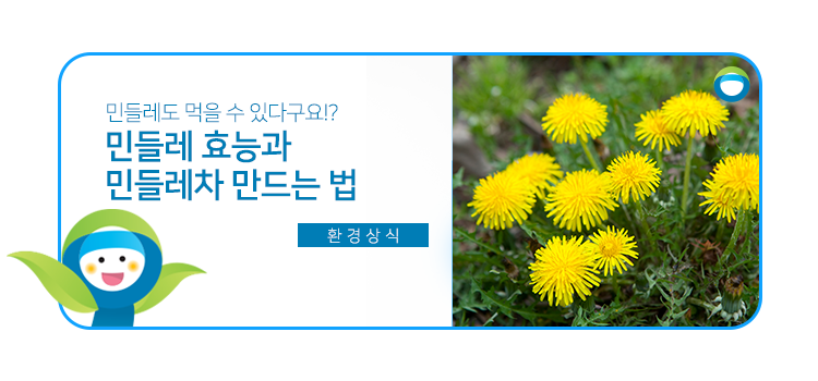 민들레도 먹을 수 있다구요!? 민들레 효능과 민들레차 만드는 법