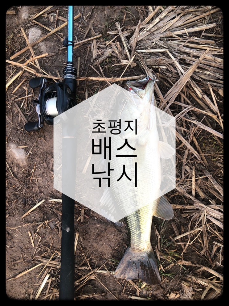 [충북]초평지 배스낚시!!!!#2