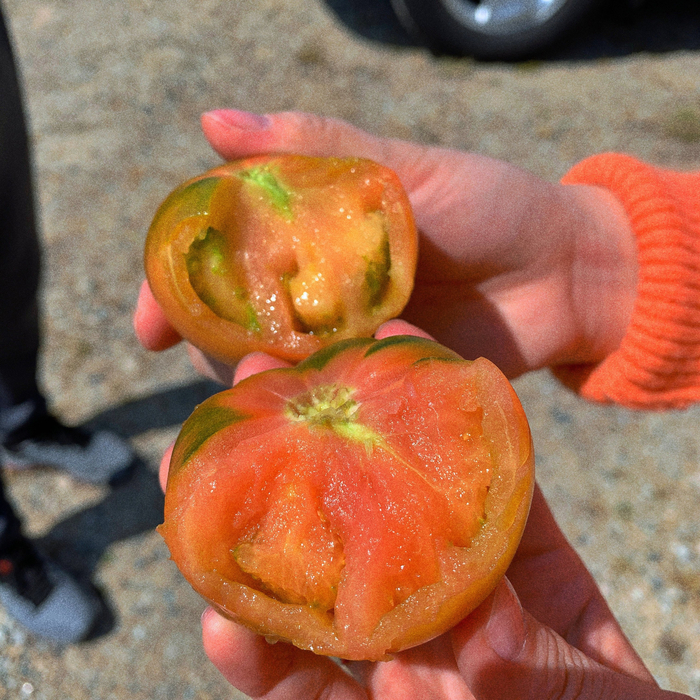 부산 강서구, 맛있는 짭짤이 토마토 파는 곳