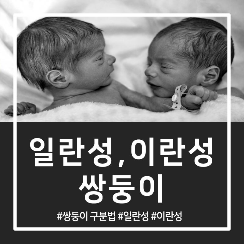 일란성 쌍둥이 이란성 쌍둥이 차이점 헷갈리시죠? : 네이버 블로그