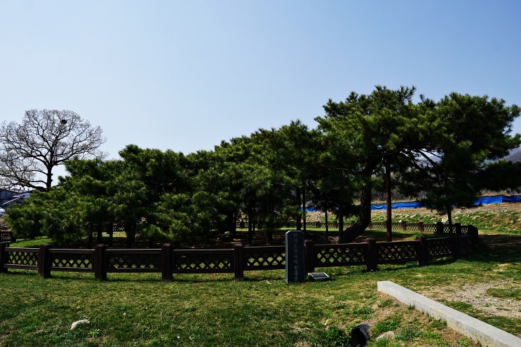  경기 이천 백사면 신대리 백송, 도립리 반룡송