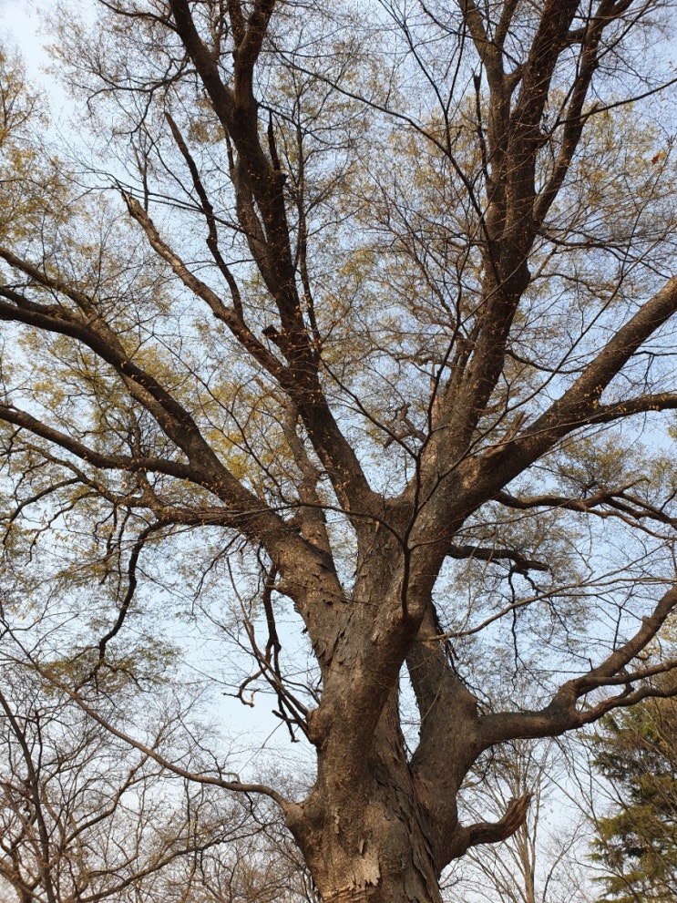 김제 여행, 성산공원 느티나무(보호수, 고유번호: 11-6-4)