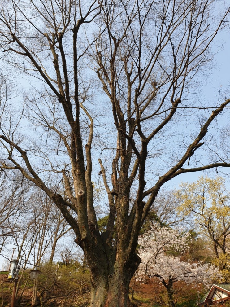 김제 여행, 성산공원 느티나무(보호수, 고유번호: 11-6-5)
