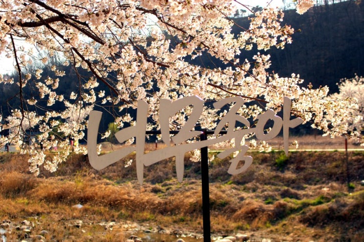  경기도 벚꽃 드라이브 숨은 벚꽃명소 알아봐요
