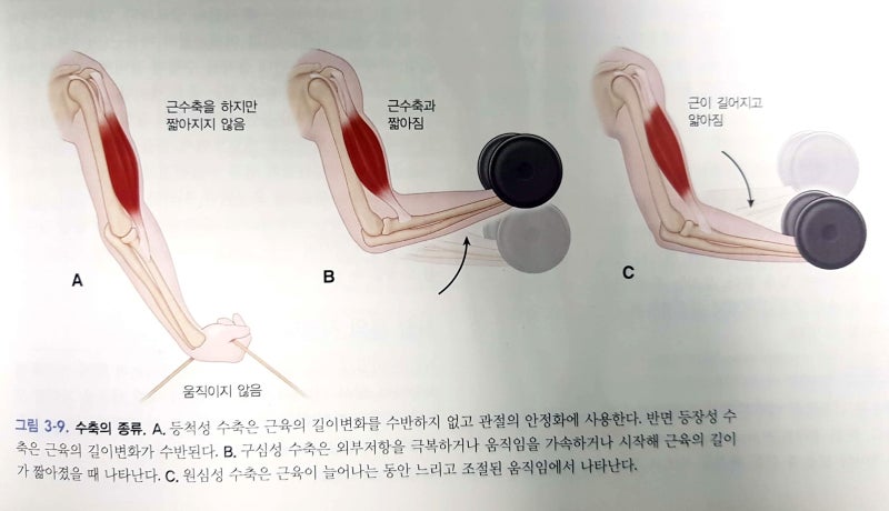 PNF 스트레칭 원리개념과 종류와 효과 (Proprioceptive Neuromuscular Facilitation) : 네이버 블로그
