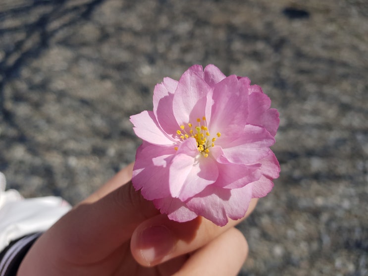  천안 각원사 벚꽃 아이들도 좋아하는 벚꽃구경