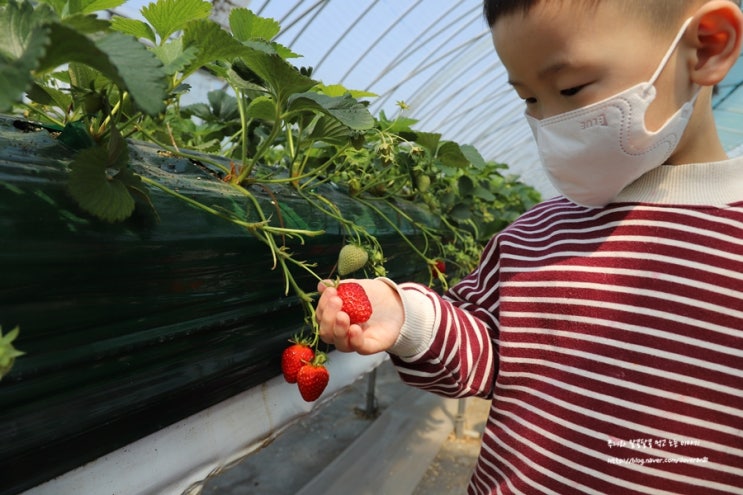  서울근교체험 추천! 용인딸기체험 쌍둥이농원 재밌고 맛있어