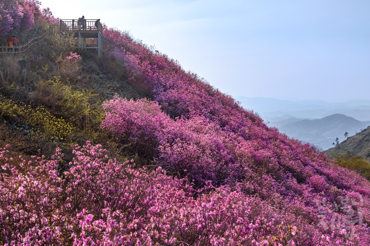  [창원] 분홍빛 진달래 이불을 덮은 천주산.