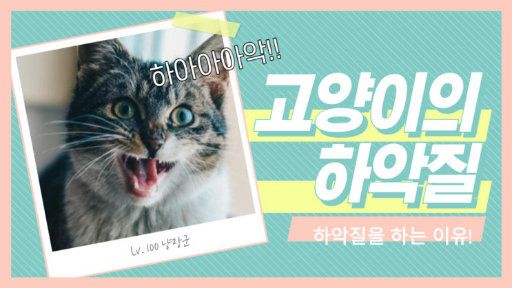  고양이가 하악질을 하는 이유와 대처방법