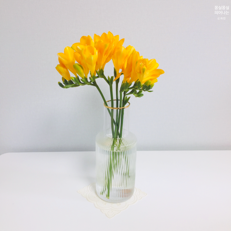  너무 오랜만이네요, 화병에 담겨있는 프리지아 절화 4일치 사진 한 번에 가져왔어요
