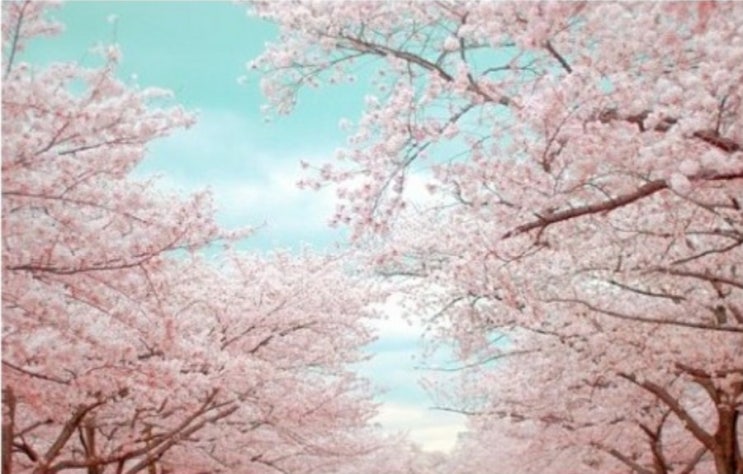 벚꽃만 보면 흥얼거리는コブクロ “桜” & 버스커버스커 벚꽃엔딩