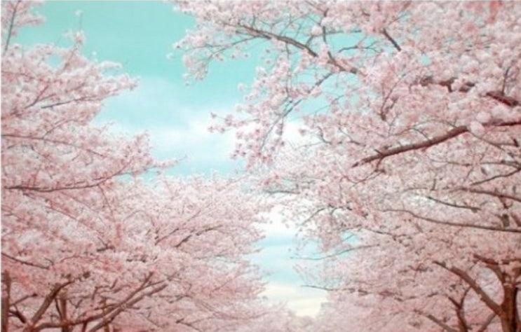  벚꽃만 보면 흥얼거리는コブクロ “桜” & 버스커버스커 벚꽃엔딩
