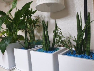 일조량이 부족한 아파트와 실내에서 식물 성장등이 도움이 됩니다.