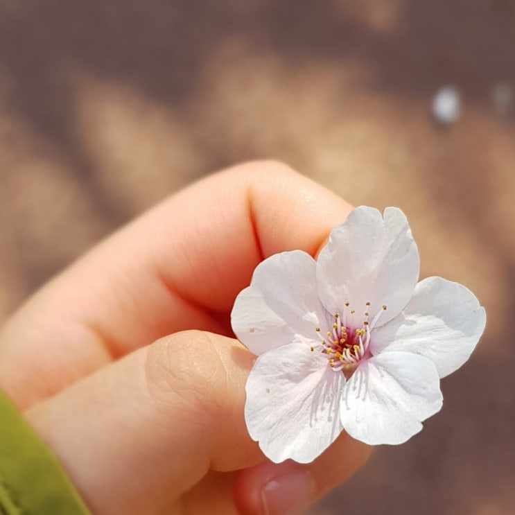 봄 벚꽃구경 안산호수공원