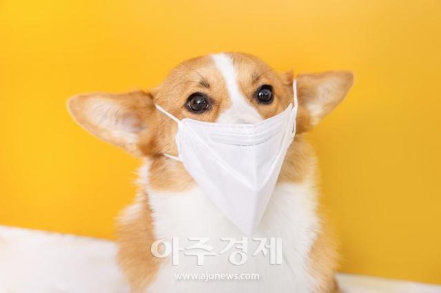 사회적 약자와 사는 반려동물 '건강보험'된다? 사회적 약자와 사는 반려동물 '건강보험'된다?