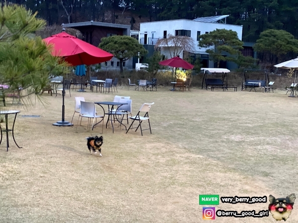  경기도평택 반려견동반 『 카페영글다 』