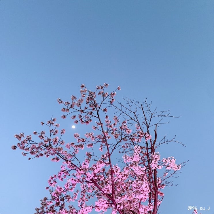  2020, 벚꽃엔딩ෆ
