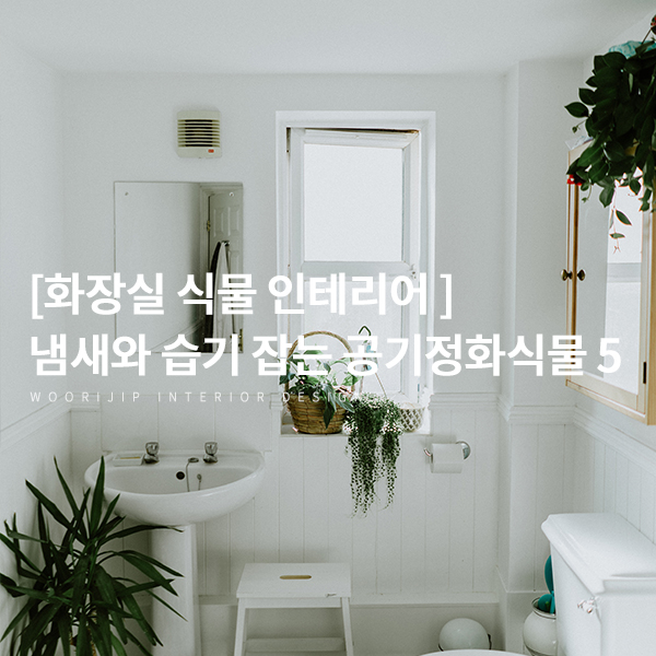 [화장실 식물 인테리어] 냄새와 습기 잡는, 욕실에서도 키우기 쉬운 공기정화식물 베스트 5
