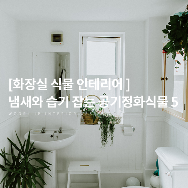  [화장실 식물 인테리어] 냄새와 습기 잡는, 욕실에서도 키우기 쉬운 공기정화식물 베스트 5