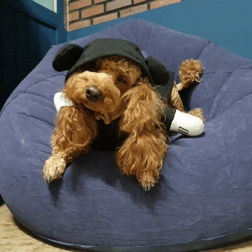  선물받은 집순이 벌룬빈백 후기