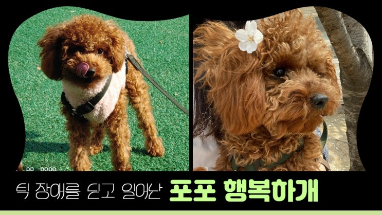 '동물공감 가족이되어주세요' 덕분에 입양간 푸들포포. 틱장애를 딛고 일어난 포포의 행복한 견생 '동물공감 가족이되어주세요' 덕분에 입양간 푸들포포. 틱장애를 딛고 일어난 포포의 행복한 견생
