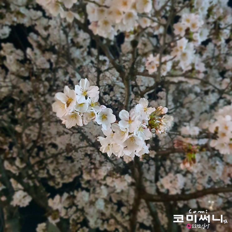 벚꽃 만발한 동네 한 바퀴 지는 꽃이 아쉬워 벚꽃 만발한 동네 한 바퀴 지는 꽃이 아쉬워
