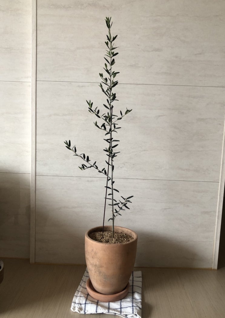  [플랜테리어]다시데려온 새식구, 올리브나무