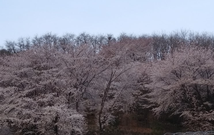  블로그 저품질 게시글 제한 참고하세요