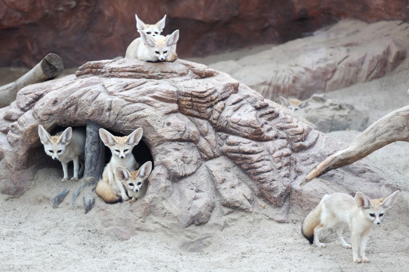 사막여우를 통해 알아보는 동물이 사는 곳과 생김새! : 네이버 블로그