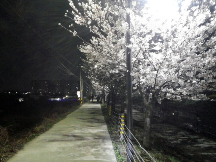  200410 인천 계양구 서부간선천(서부천, 서부간선수로, 서운체육공원, 계양경기장 옆) 벚꽃길 절정기와 낙화