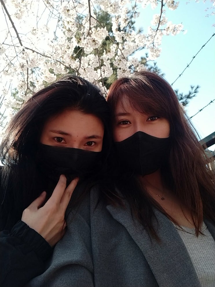  올해 벚꽃은 스쳐지나가네요 소박하게 즐겨 본 벚꽃놀이