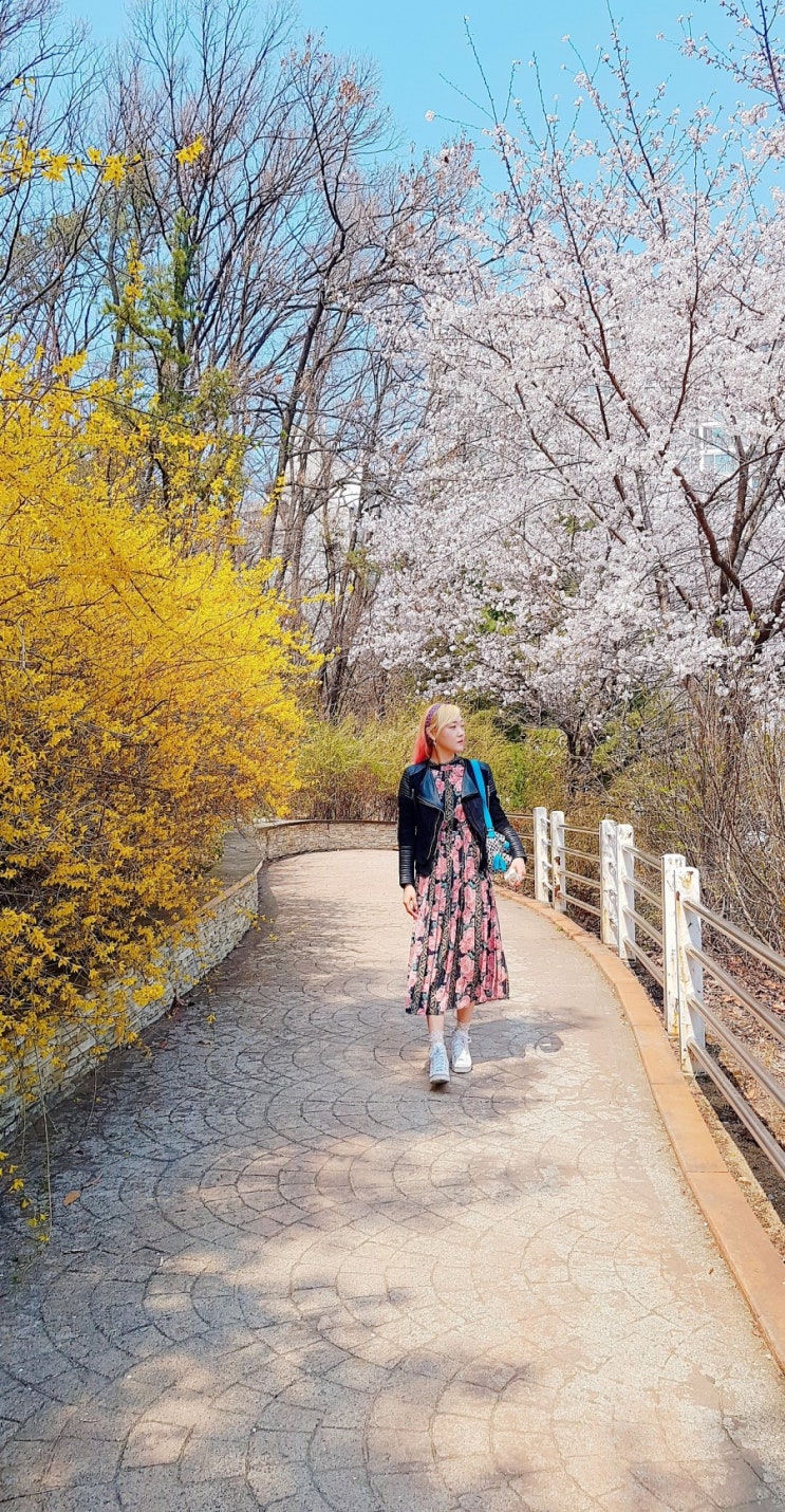  의정부 벚꽃 명소 직동근린공원 꽃구경 피크닉