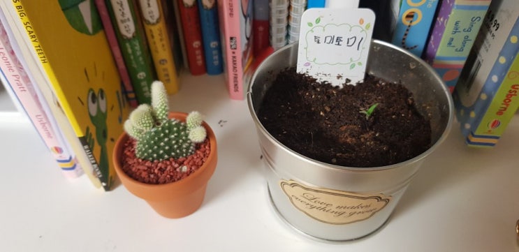  토마토 토미토미 드디어 싹이 나다 (D+10)