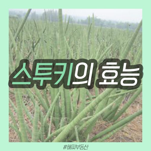 집에 두기 딱 좋은! 스투키 효능 알아볼까요?