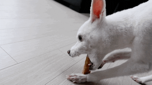  [피피픽 덴탈브레드] 우리 똥이 건치 기원