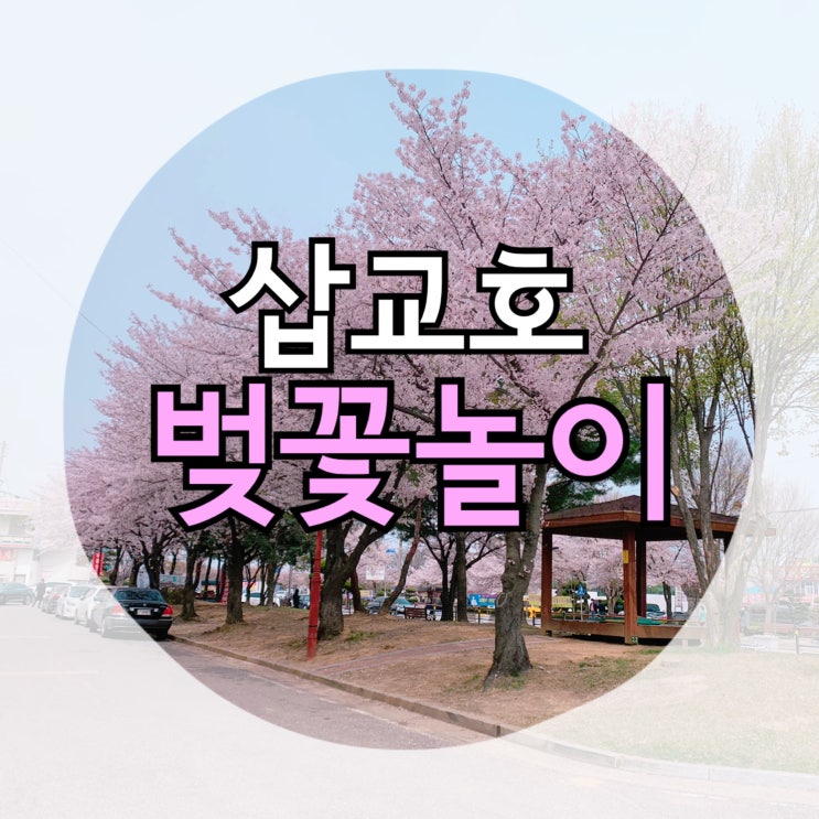  드라이브 추천 : 삽교호 벚꽃놀이