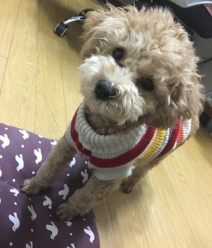 토이푸들 로또의 일상 2탄 !!