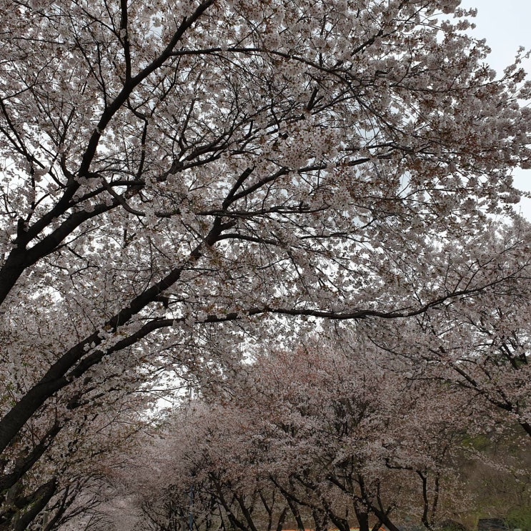 청평 가볼만한곳. 벛꽃 드라이브 ( 북한강 드라이브 코스.) 청평에서 양평까지 꽃비가 내려....