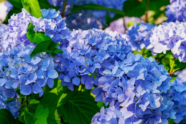  강진군 수국 2차 판매 일자 변경 소식 전해드려요 (강진 그린화훼영농조합 수국)